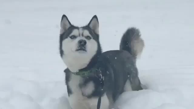 Dogs like playing with snow.