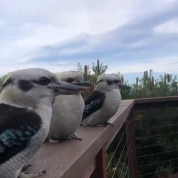 Nice symphony from birds🐦