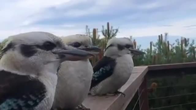 Nice symphony from birds🐦