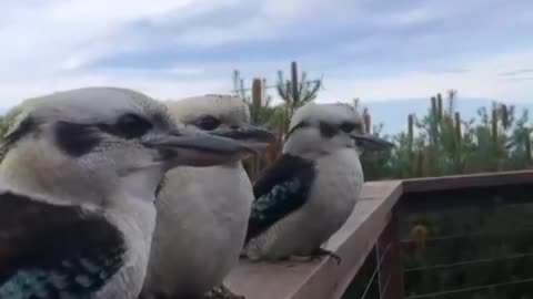 Nice symphony from birds🐦