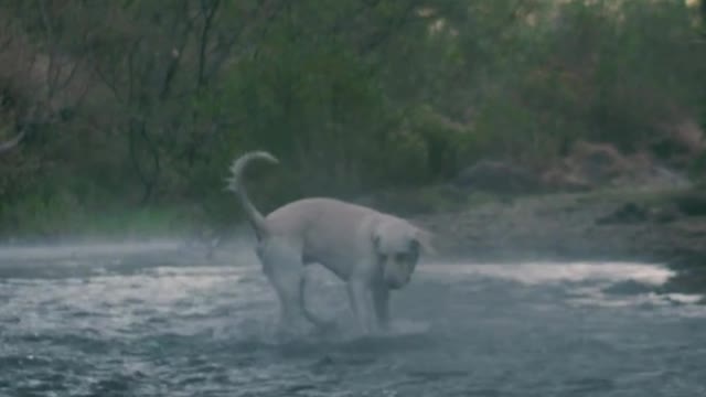 Dog catche a ball in a river