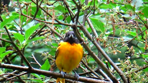 Oriole