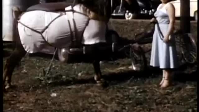 Tennessee Walking Horses 1949