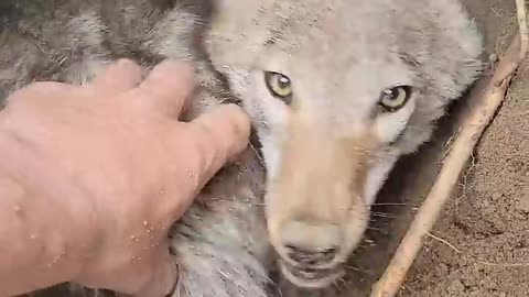 Pet_Coyote_Denies_Friendship_During_Den_Digging____ViralHog