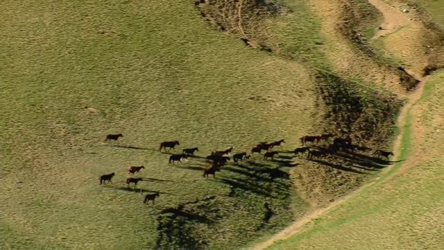 Awesome Galloping Horses