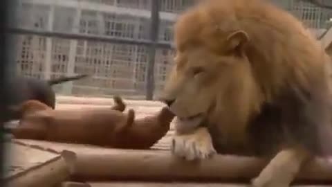 Lion love dog | Funny video | Viral video | Funny meme Whatsapp status | Whatsapp video 😂😂