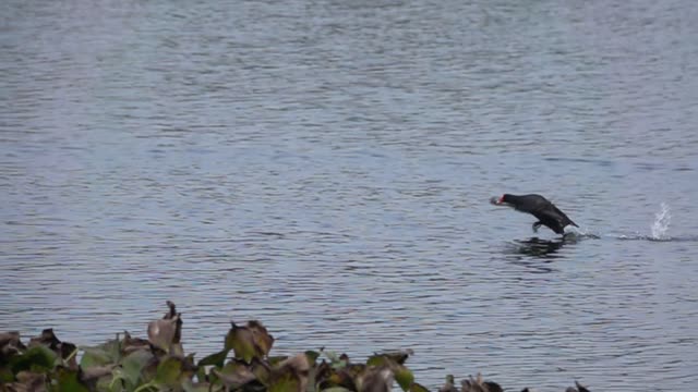 The Water Hen