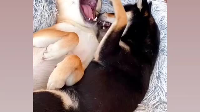 Most funny virela video for dog lovers for couples doge 🤣😂😁