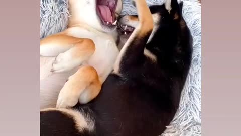 Most funny virela video for dog lovers for couples doge 🤣😂😁