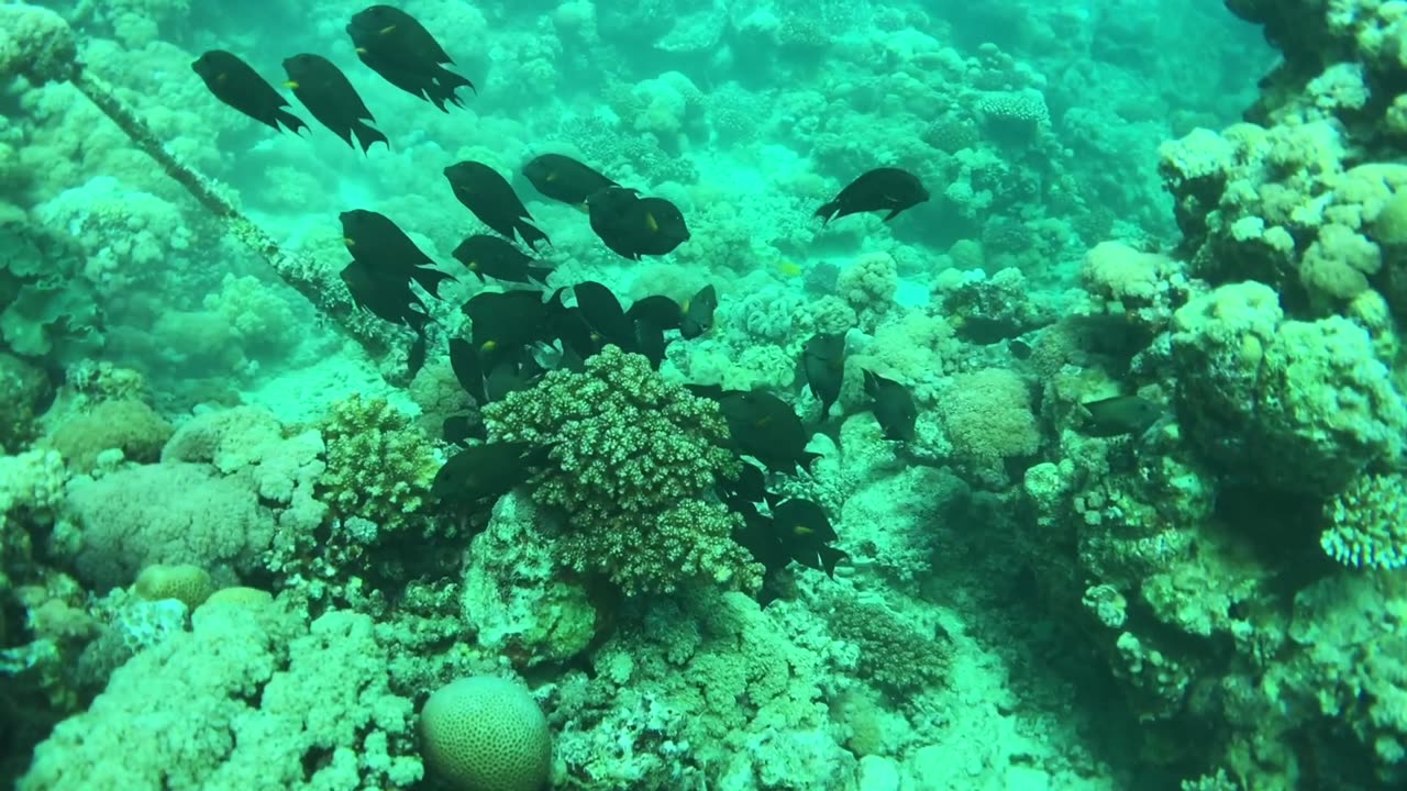 How a school of damsel fish forages for food - no sound