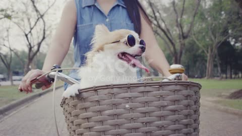 A super Star Dog