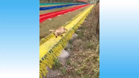 Top Funny Cat Videos Of The Weekly - Try Not To Laugh 108