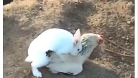 Rabbit 🐇romance with hen