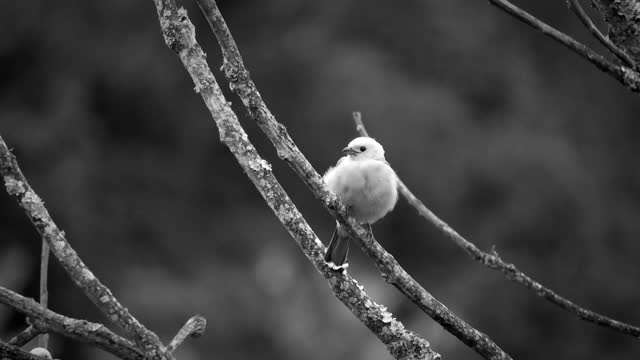 What bird is this?