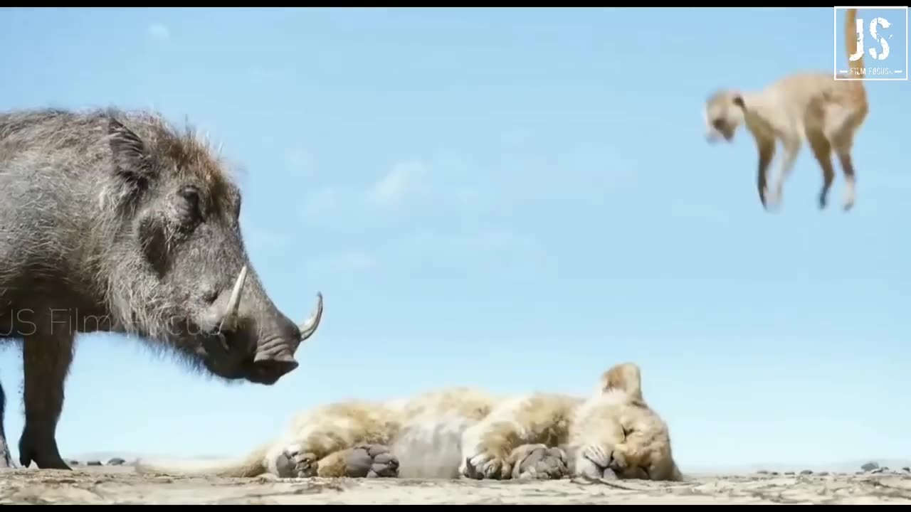 Funny animals video