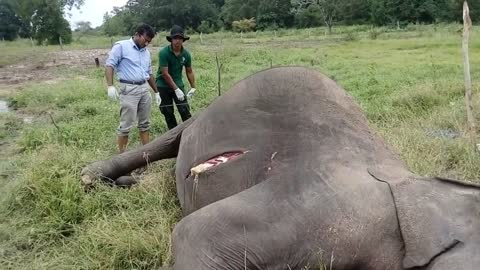 elephant death in sri lanka