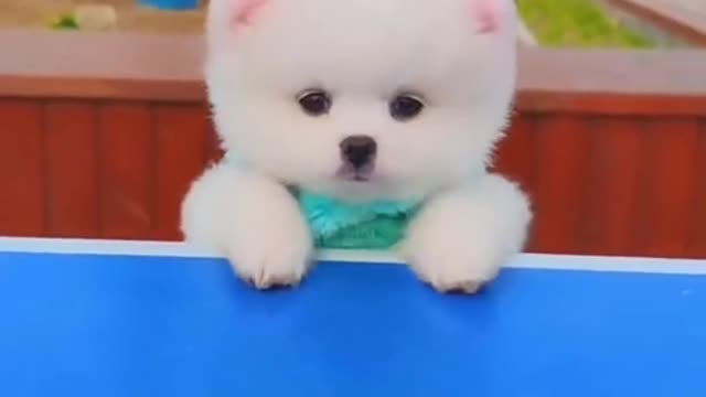 Baby Dogs - Cute and Funny Dog videos Compilation 1 Aww Animals