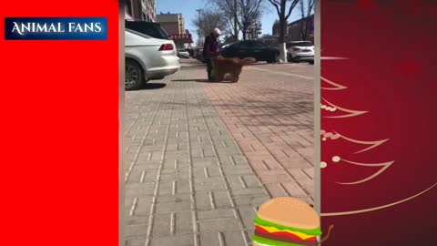 Most Funny Animal Videos 2022