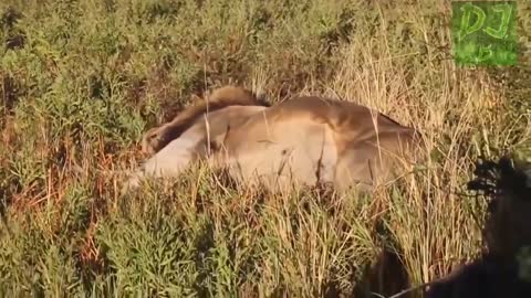 Funny Animals Farting compilation