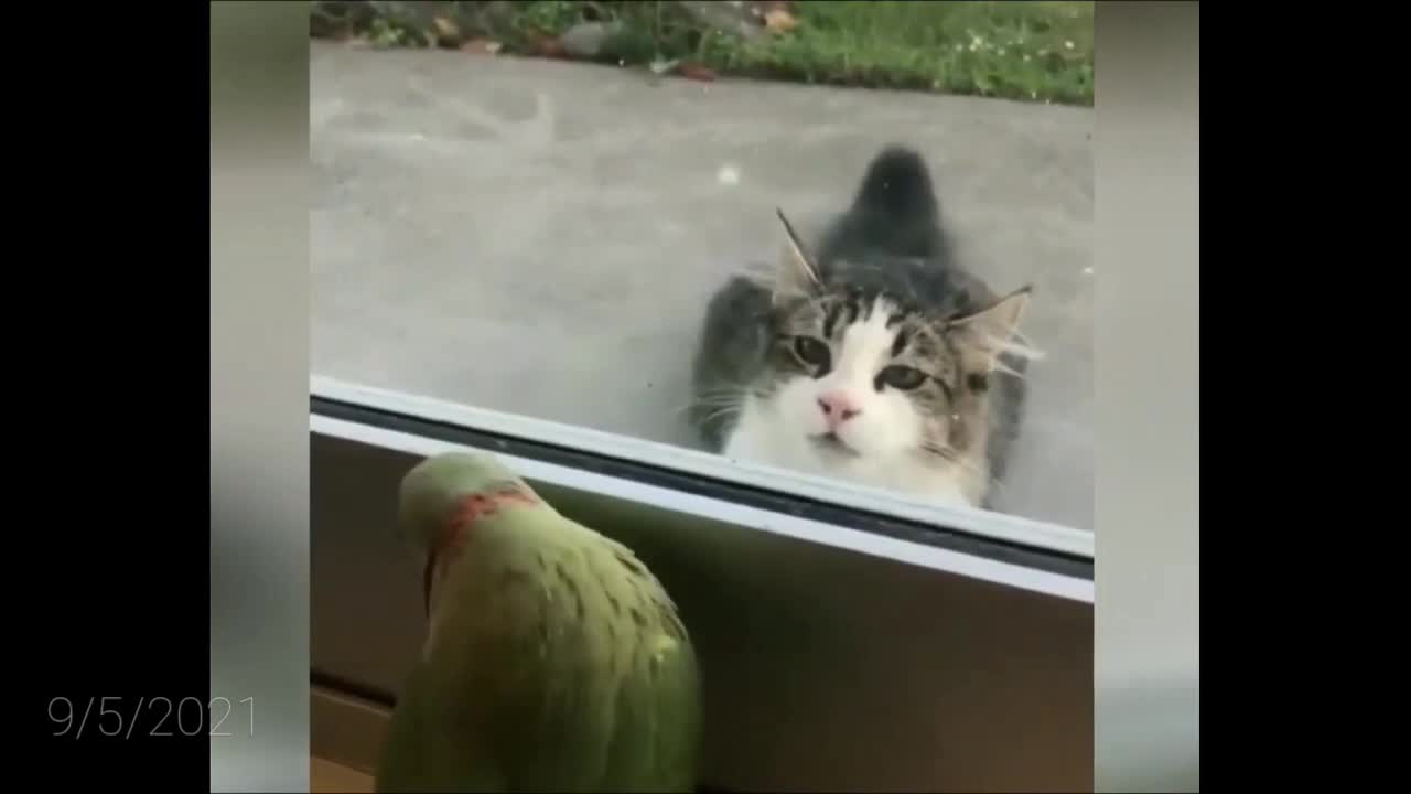 Funny Parrots Annoying Cats | Cute Parrot and cats videos | The Best Smart and Funny Birds | SSKM007