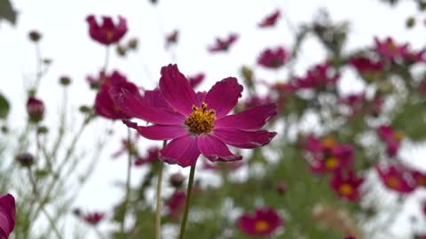 Beautiful flowers in autumn 7