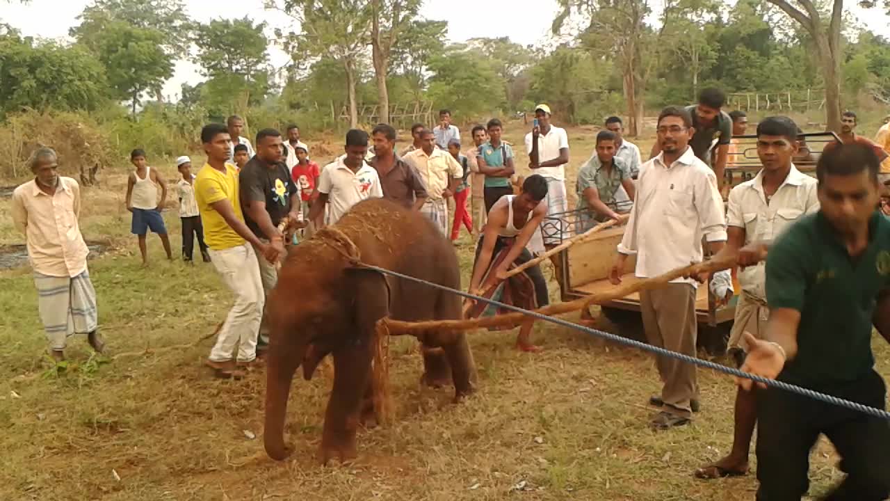 elephant baby