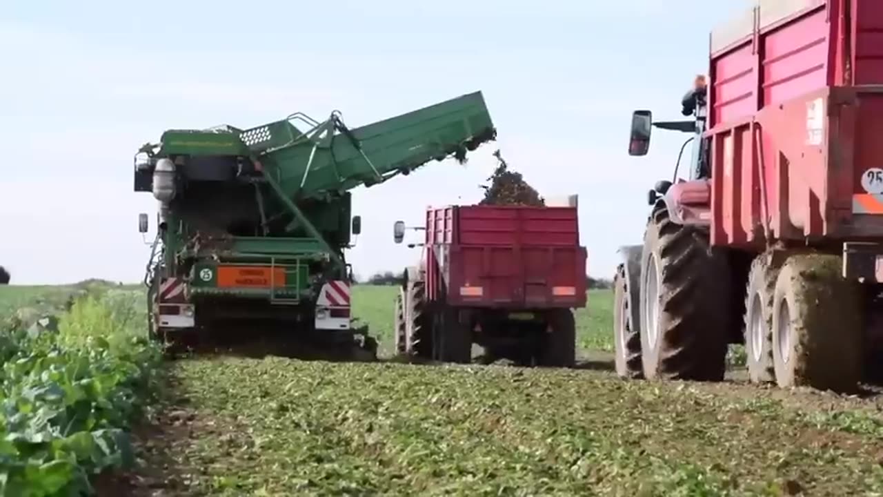 How to Cultivate Millions of Golden Vegetable Buds in Dark Room - Belgian Endive Farming and Harvest