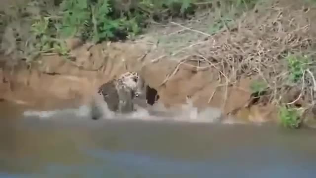 Jaguar jumps into the water to hunt alligator