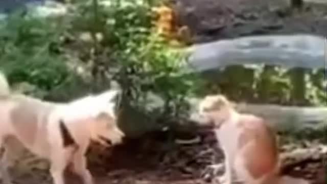 Funny Animal Videos that Make Me Burstnto Tears Laughing (CUTE) #shorts