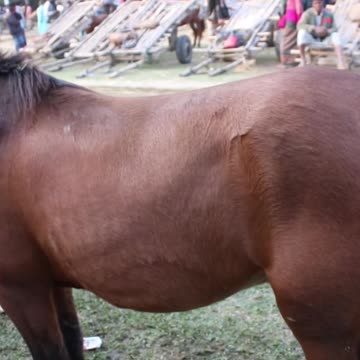 rolling stones #horseracig 😍 #shorts #shortvideo #villagemarketbd #horsevideo #villagelife