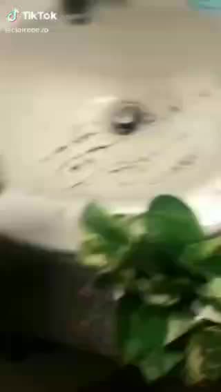 Owner Discovers That His Cat Tore Off A Piece Of His Plant - TikTok Cats (Funny Animals #310)