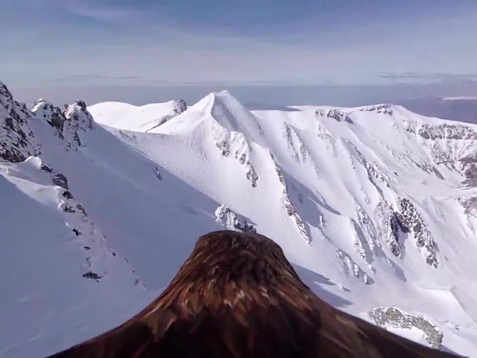 GoPro camera mounted on the back of an eagle to photograph snowy mountains from its perspective.