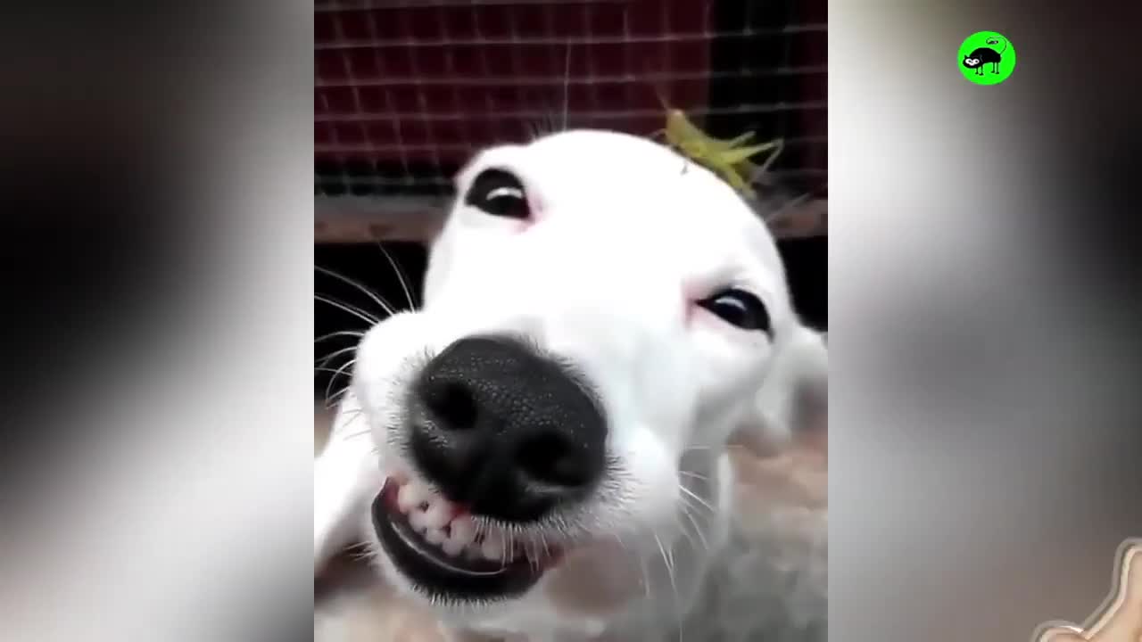 SMILING Dogs | Funny Pets Video