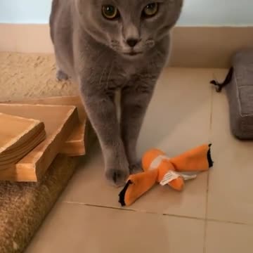 Pets, cats, dogs, and much more.