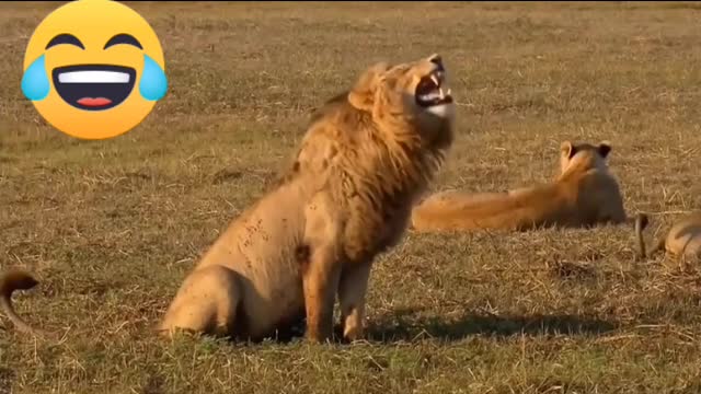 Funny Animal Dancing