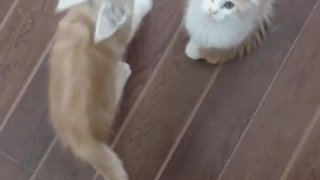 There is a cat in my house