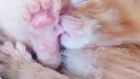 Just a kitten sucking its thumb