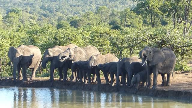 Baby elephant falling into a waterhole