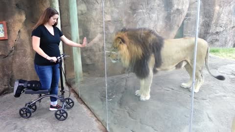 Animals That Do Not Forget Their Owner After Years