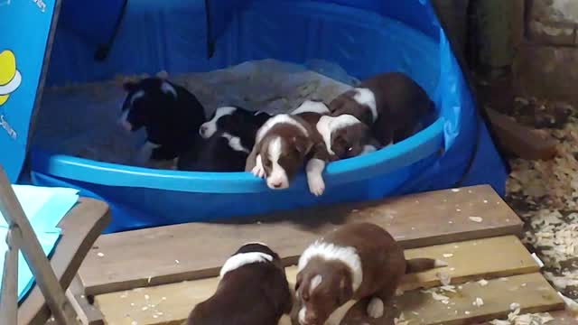 TERRA BYTE's puppies