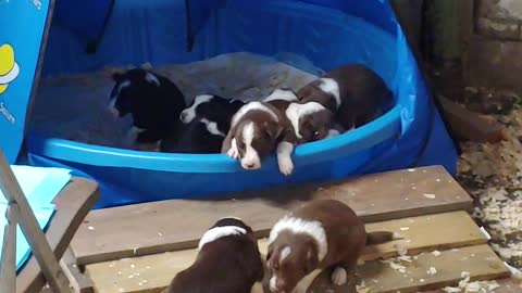 TERRA BYTE's puppies