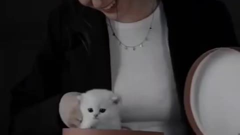 Baby Cats - Cute and Funny Baby Cat Videos Compilation