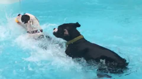 Boxer puppies new swimming technique