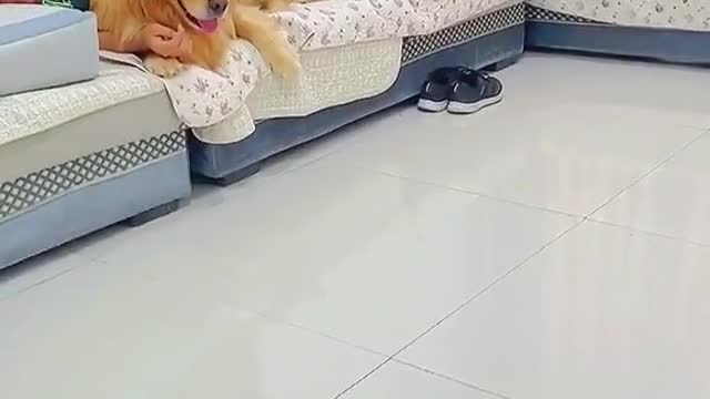 Cute and Funny cat Videos