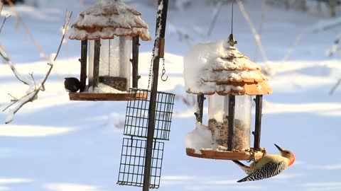 great birds in cold weather