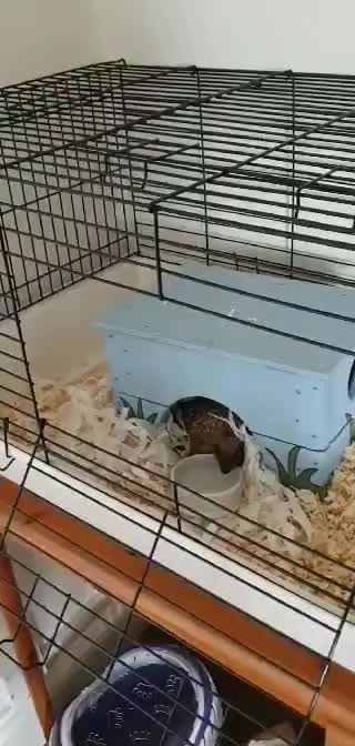 Sonic the hedgehog drinking