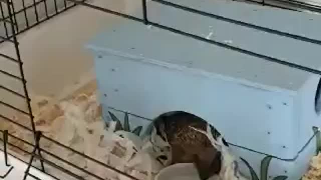 Sonic the hedgehog drinking