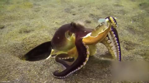 30 Times Sea Animals Messed With The Wrong Opponent !