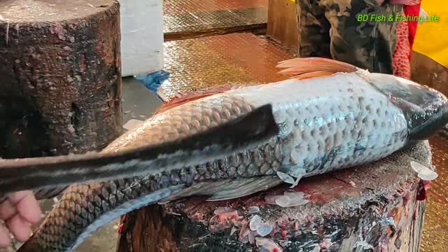 # Amazing Cutting Fish Skills