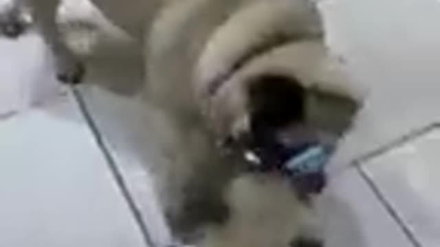 good quality cute dog video